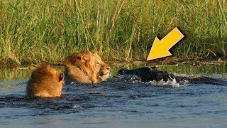 Lion VS Crocodile Great Battle - Most Amazing Moments Of Wild Animal Fight. Discovery Wild Animals