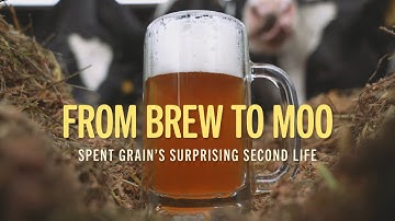 From Brewery to Dairy Farm? How Cows Turn Beer Waste into Milk and Compost