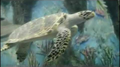 Thủy Cung - Suối Tiên