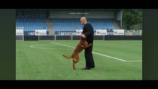 Willem Veldschloten KNPV World Championship stick attack. National Helper Joep Elferink.