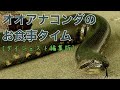 【ダイジェスト編集版】オオアナコンダのお食事タイム！