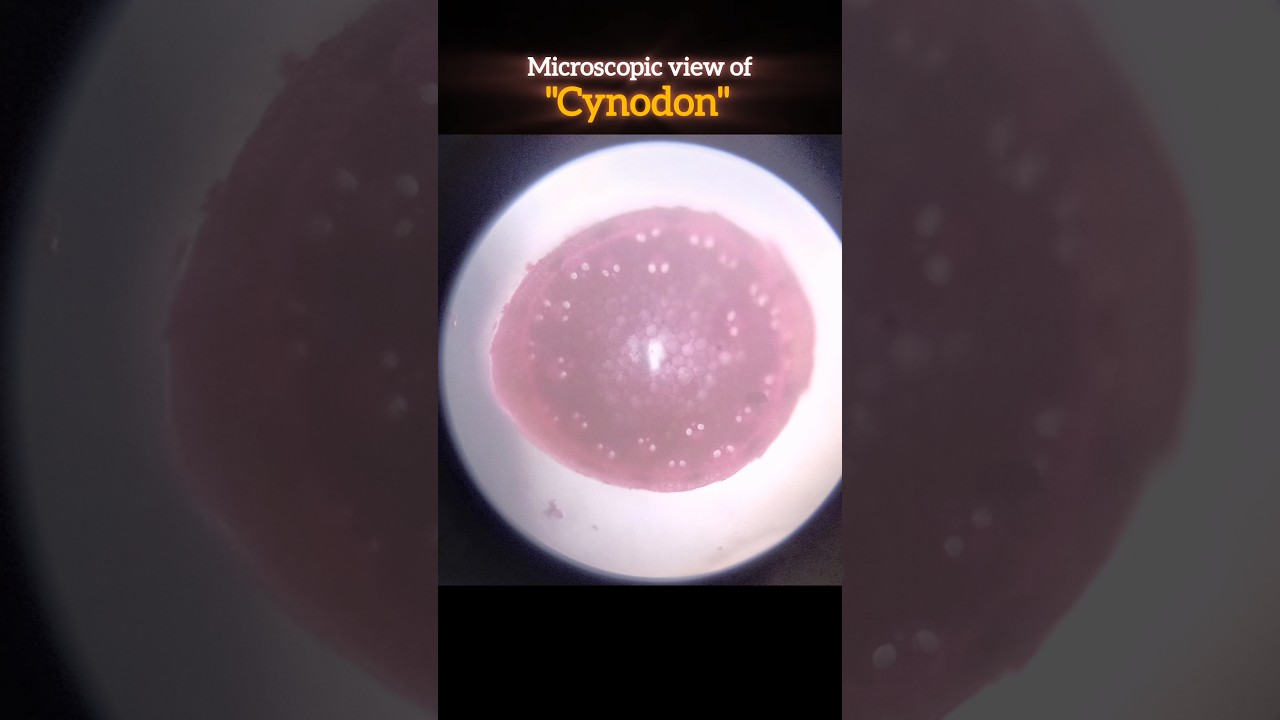 microscopic view of cynodon(दूब घास) 