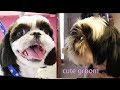 PetGroooming - Easy Head Grooming by Scissors #85