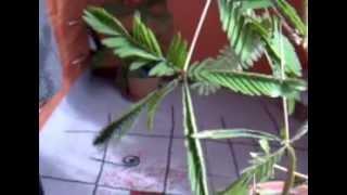 Mimosa Pudlica Mimoza Wstydliwa