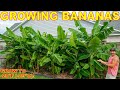 4 Tips To Grow The Most BEAUTIFUL Banana Plants EVER Down To ZONE 5
