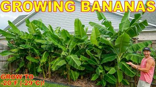 4 نصائح لزراعة أجمل نباتات الموز على الإطلاق حتى المنطقة 5!