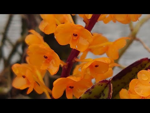 Video: Ascocentrum