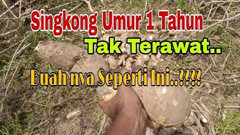 Panen Singkong umur 1 Tahun, Jenis Singkong Pangkalan yang tak Terawat