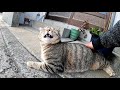 尻尾の付け根をモフられると、可愛い声で鳴くキジトラ猫