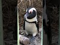 野生のペンギンに突かれた【ひろゆき】