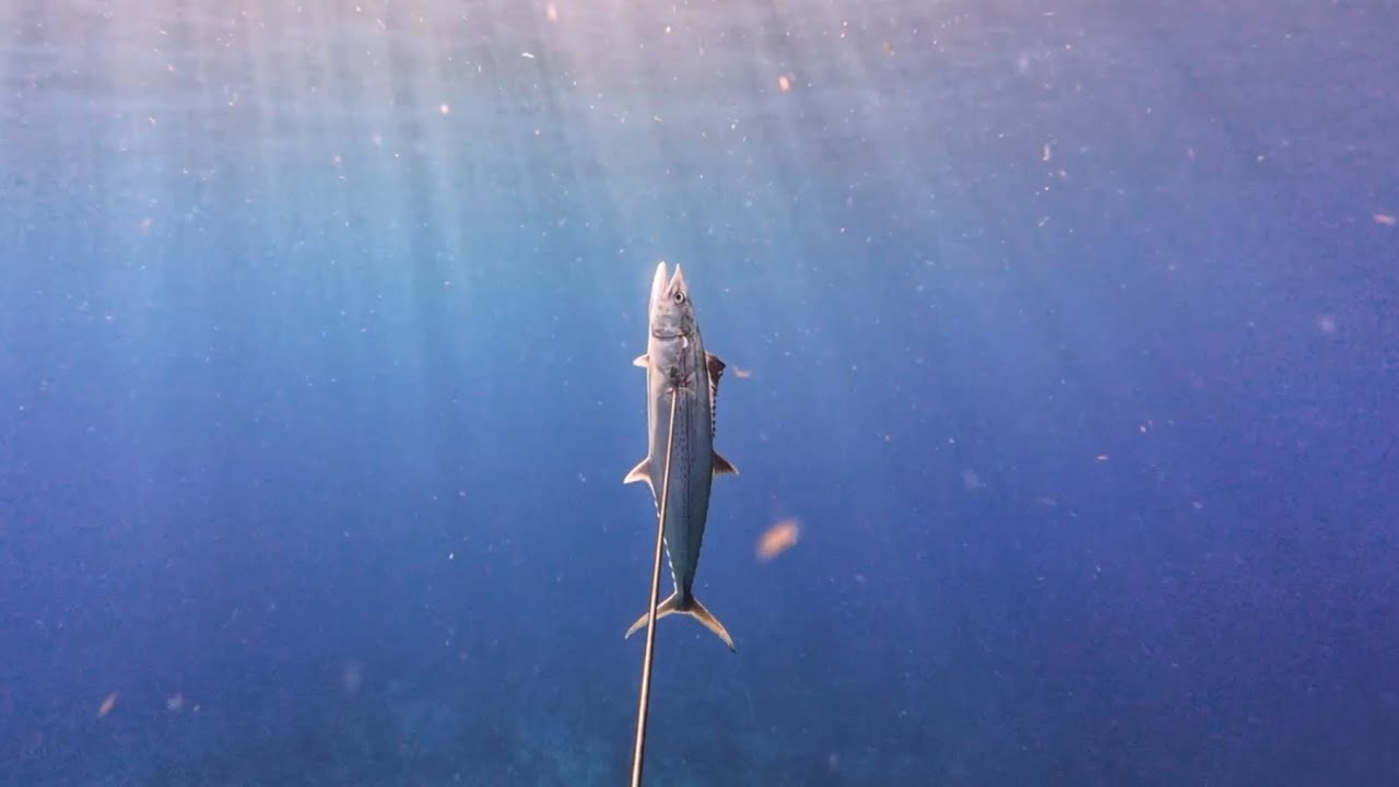 SPEARFISHING MIAMI Perfect Visibility - YouTube