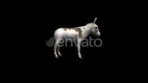 Donkey Idle Transparent Alpha Loop Animation | Motion Graphics - Envato elements