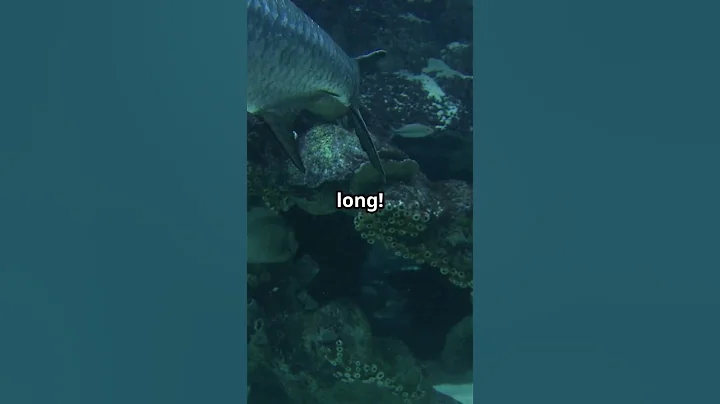 Goliath Grouper Ocean's Gentle Giant!