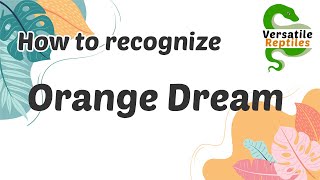 Celebrity Recognizing Orange Dream in Ball Pythons Profile