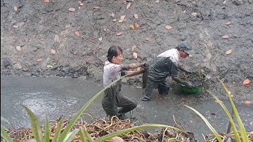 Cá lóc khủng _ tát mương bắt dính toàn cá lóc