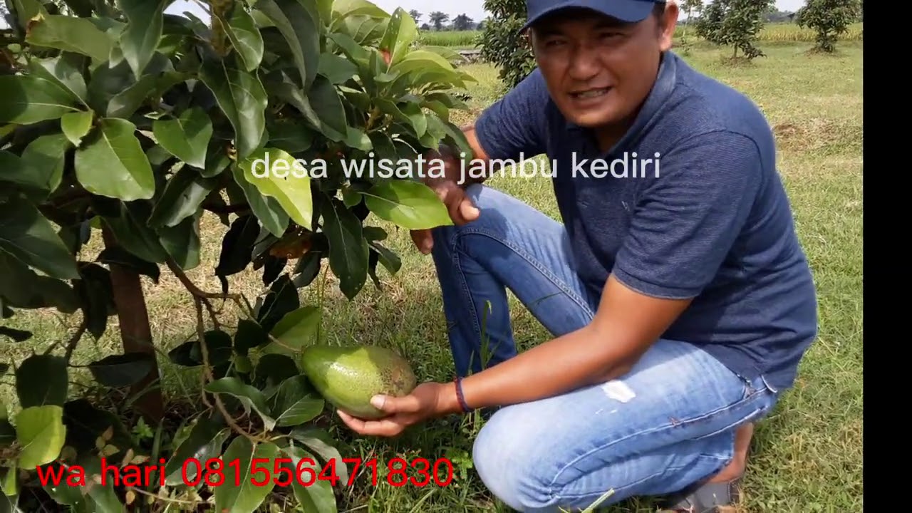 CARA PRUNING PADA TANAMAN ALPUKAT AGAR TUMBUH LEBIH CEPAT BESAR !!!!