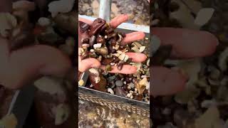 Beach Treasure Hunt – Pink Diamond Gold Ring found Underwater!
