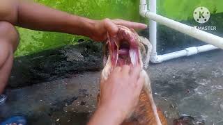 duck cutting Village style  हास काटे को,  बतख की cutting देसी स्टाईल