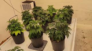 Happy 420 everybody ‎⁨@SpiderFarmer⁩  ‎⁨@FastBudsGenetics⁩  ‎⁨‎⁨@hygrohub⁩ 