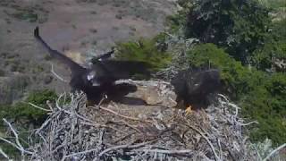 BALD EAGLES🐥🐥🐥 WOW! EXCITING DRAMA &amp; ACTION AT SAUCES FOOD DROP ◕ NEVER A DULL MOMENT AT THIS NEST ◕