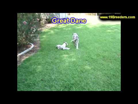 Great Dane, Puppies, For, Sale, In, Meridian, Idaho, County, ID, Ada, Canyon, Bonneville, Bannock, B