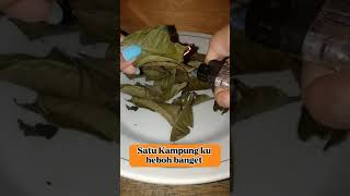 Download Lagu manfaat daun salam kering MP3 Download Lagu manfaat daun salam kering MP3