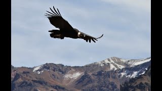 El Cañon del Colca y El vuelo del Condor - Arequipa Peru