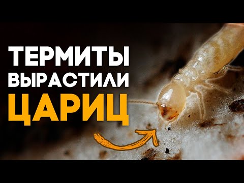 Видео: Может ли колония термитов выжить без королевы?