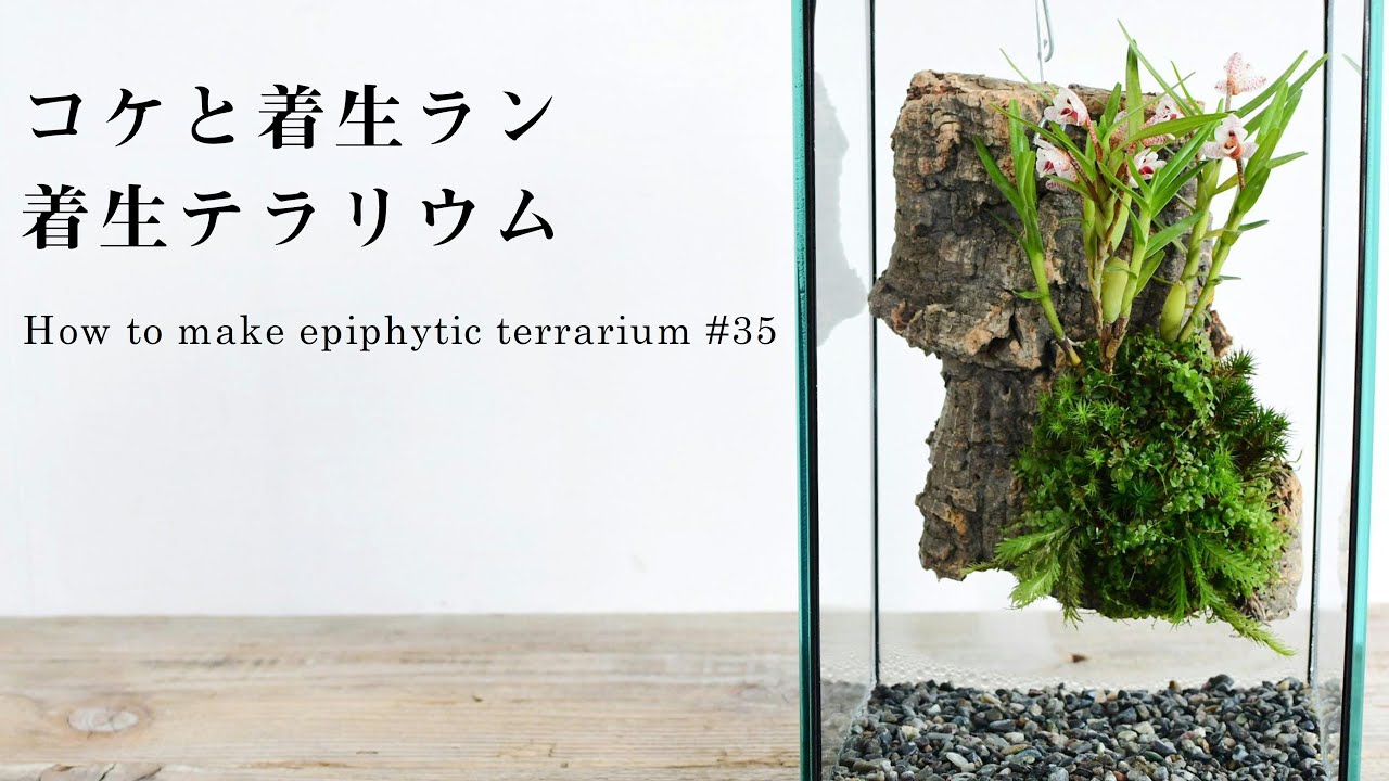 風の谷のナウシカの苔テラリウム 王蟲の住む腐海の森 作り方 Make A Moss Terrarium Nausicaa Of The Valley Of The Wind 51 Youtube