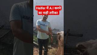 Artificial Insemination in cattle heifer | A.I in cow viral ytshorts viralshorts A.I cow vet