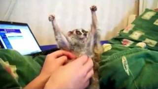 talking slow loris loves getting tickled.