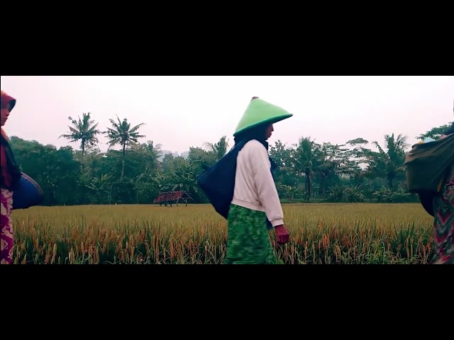 Sawah Lega | Sony Xperia | Xperia Series class=