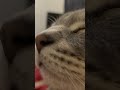 #cat #animal #lofi