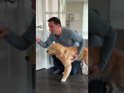 Surprising My Puppy With A Magic Mirror Goldenretriever