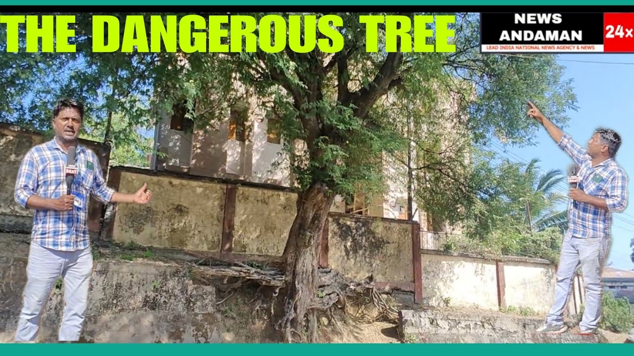 THIS HUGE TAMARIND TREE NEXT TO MAIN ROAD IS POSING IN A DANGEROUS POSITION YouTube