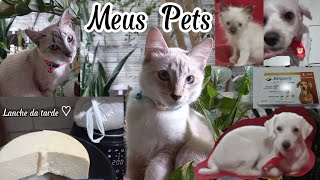 🏠 Rotina com animais 🐾 Pets 🌸 Vlog 💝 by Valderlânia Delfino 20 views 9 days ago 10 minutes, 27 seconds