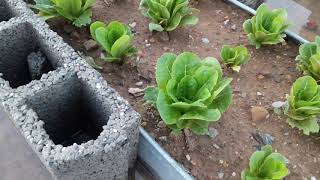تجربتي في زراعة سطح المنزل في الجزائر -- زراعة الاسطح او السطوح فيديو رقم 02