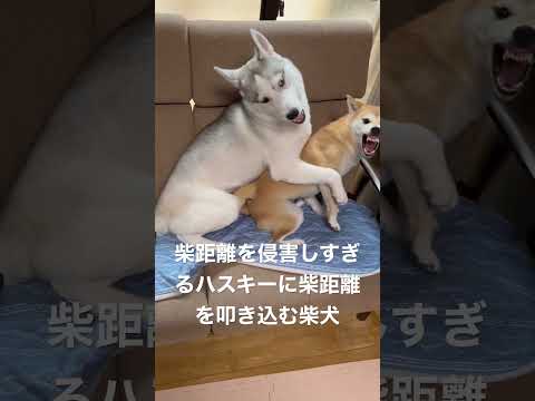 柴距離とハス距離の違いをハスキーに叩き込む柴犬 #shorts