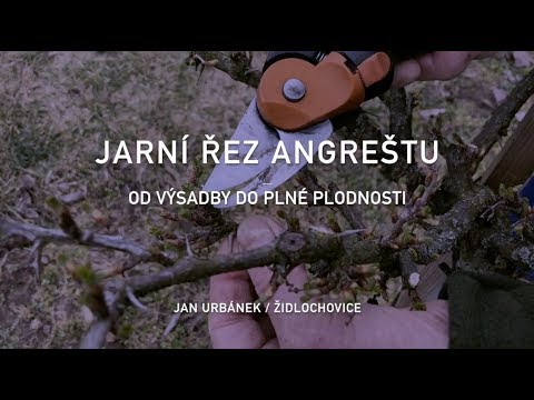 Video: Angrešt