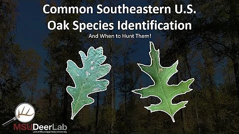Common Southeastern U.S. Oak Species Identification - And When to Hunt Them!