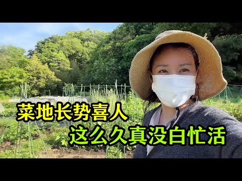 【日本生活】好久沒來菜地，今天一看傻眼了，長的比我都高，這麼長時間沒白忙