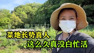 【日本生活】好久沒來菜地今天一看傻眼了長的比我都高這麼長時間沒白忙