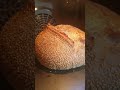 Scoring The Ear on a Sesame Coated Sourdough Bread