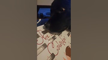 Day 15 Doggie Advent Calendar🐶🗓️#dog #adventcalander #christmas #countdown #christmas2024 #aww #cute