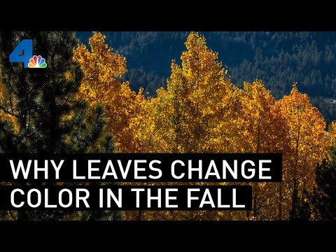 The Science Behind the Magic of Spectacular Fall Colors | NBCLA