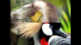 Andy Tielman   Little Bird with lyrics