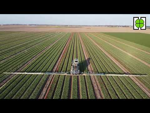 Video: Tulpen Kweken In Een Kas (19 Foto's): Welke Ziekten Kunnen Optreden Tijdens Het Broeien? Hoeveel Tulpen Groeien Er? Voedingsregels