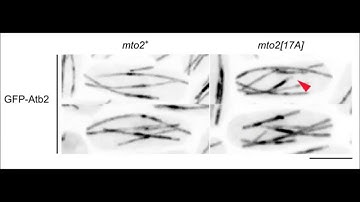 Mto2 multisite phosphorylation inactivates non-spindle microtubule nucleation complexes during...