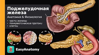 Поджелудочная железа: Анатомия &amp; Физиология | Пищеварительная система | Easy Anatomy