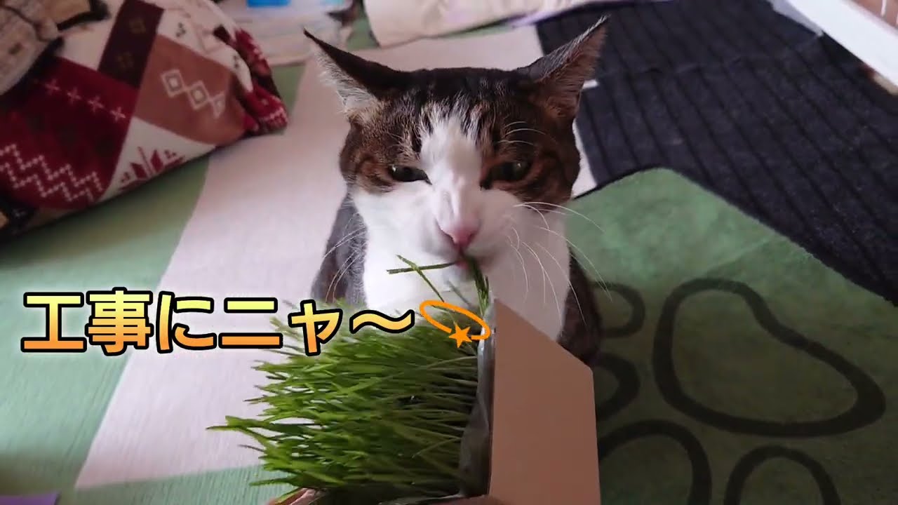 みんな～🎶これお散歩猫の要ニャ😸ニャらば🙀ちょっとでもダメニャのでプレゼントニャと😽みんな～🎶どうかニャ❓似合うかニャ❓可愛いも探しているニャが😹工事も有って取り敢えず僕バカこ奴は更新ゆっくりニャと🙀